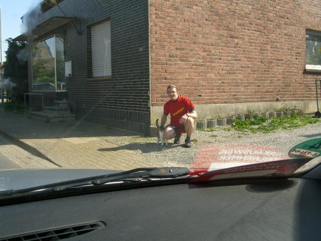 Stau - Spielen mit Katze